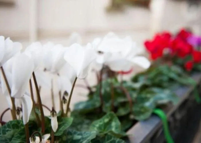 Old Town 3* בארי